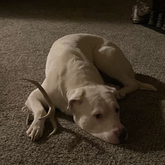 Meet your Posher, Chelby - Picture 3 of 3